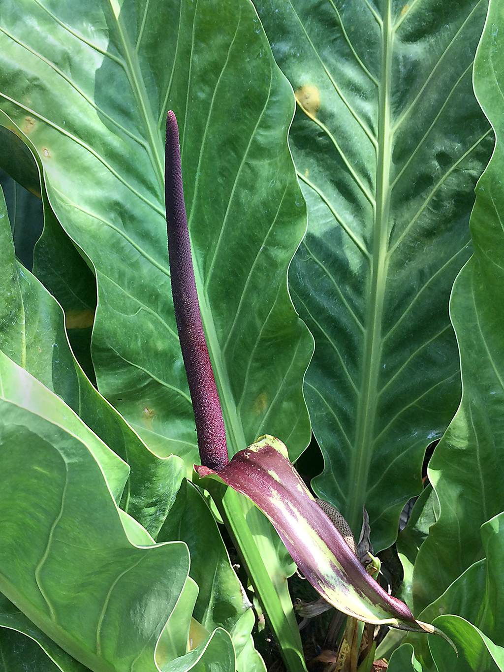 Anthurium crassinervium
