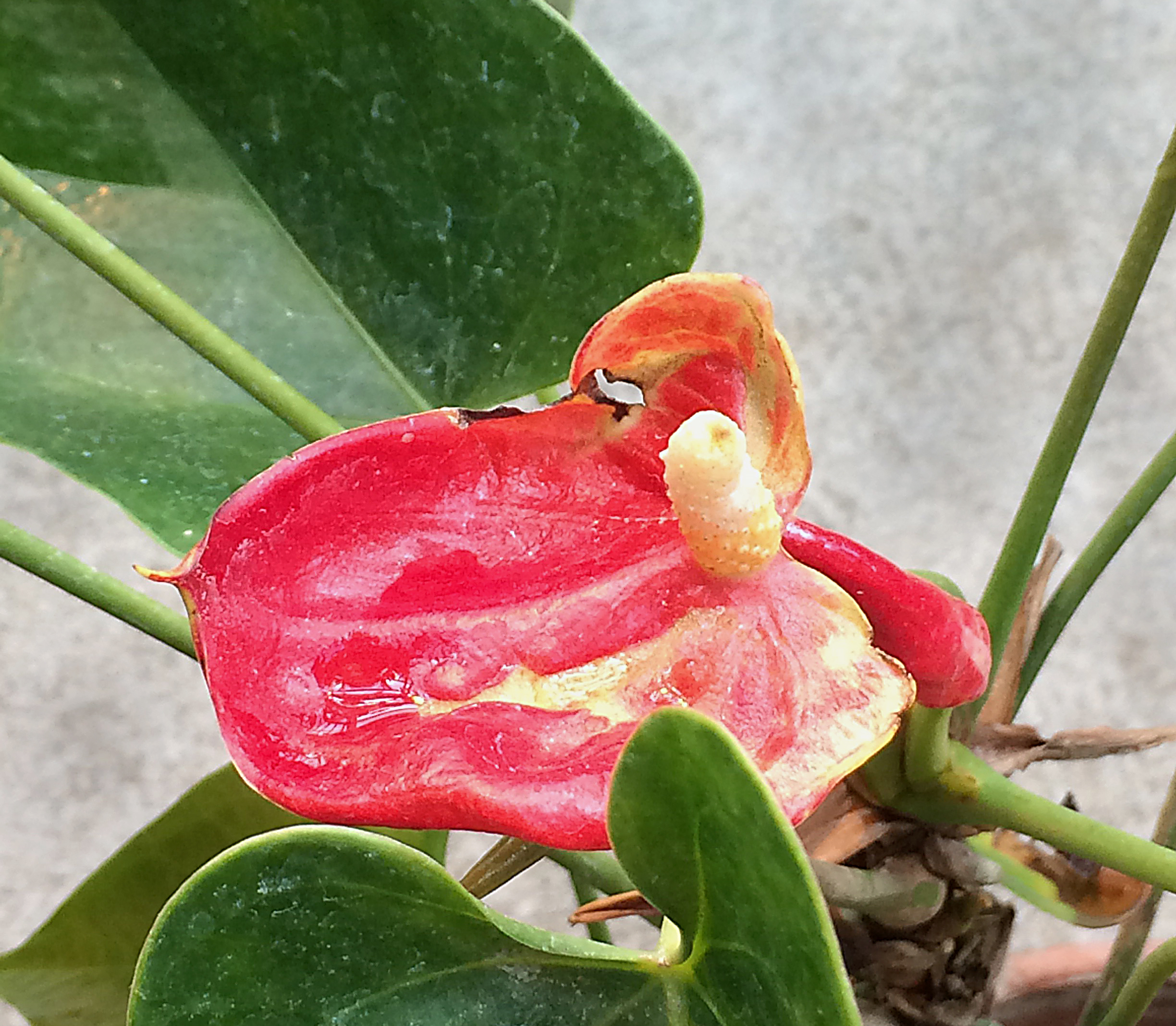 <i>Anthurium scherzerianum</i>
