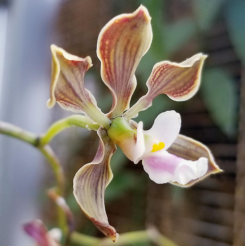 Encyclia seligera