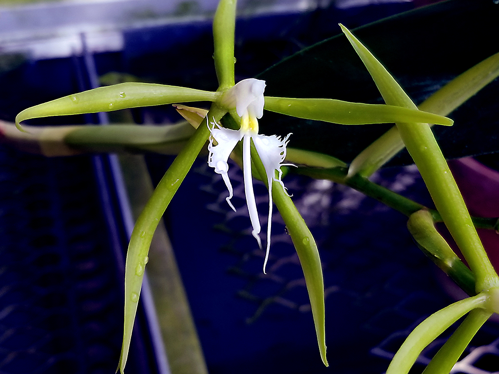 Epidendrum ciliare
