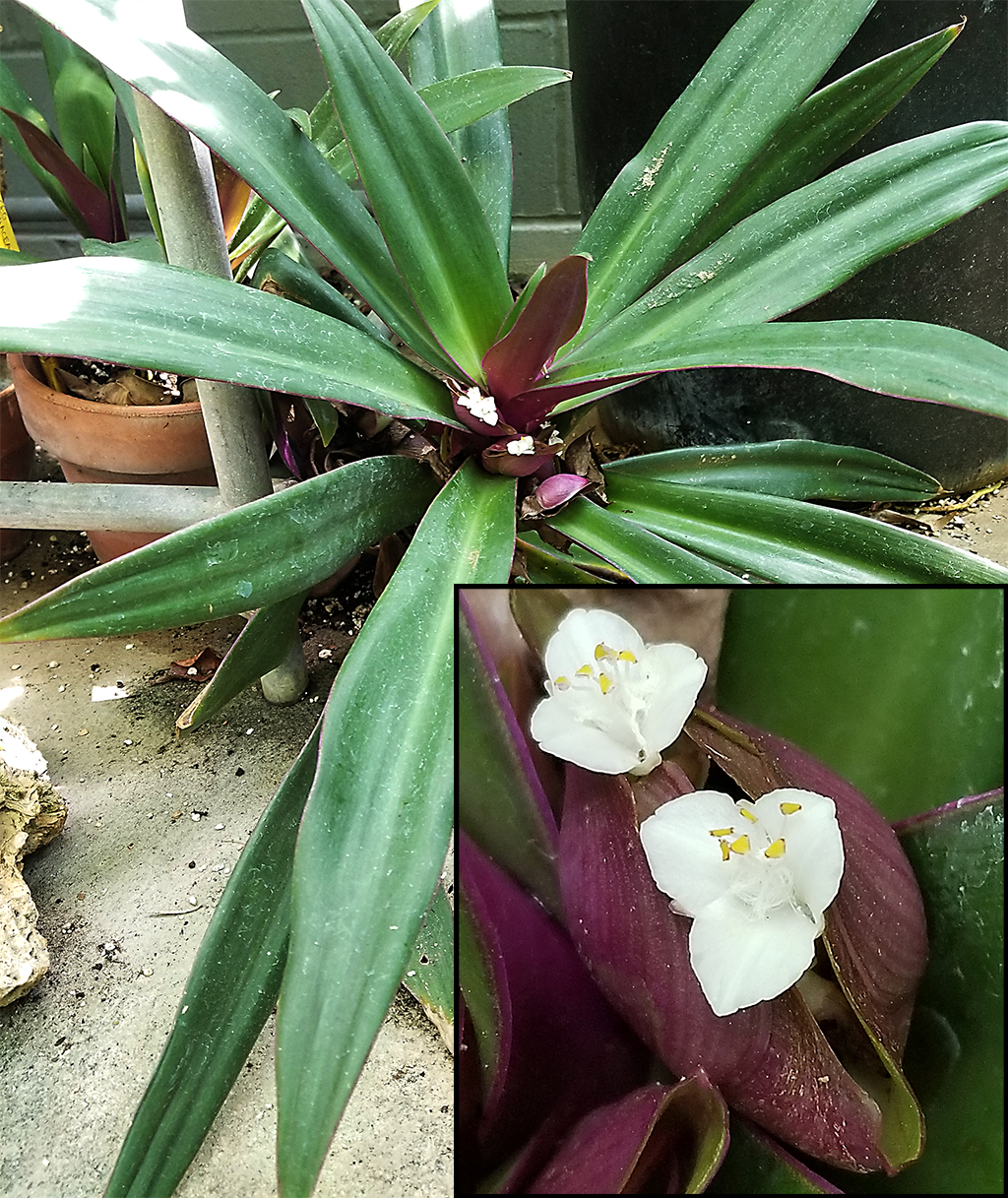 Rhoeo spathacea