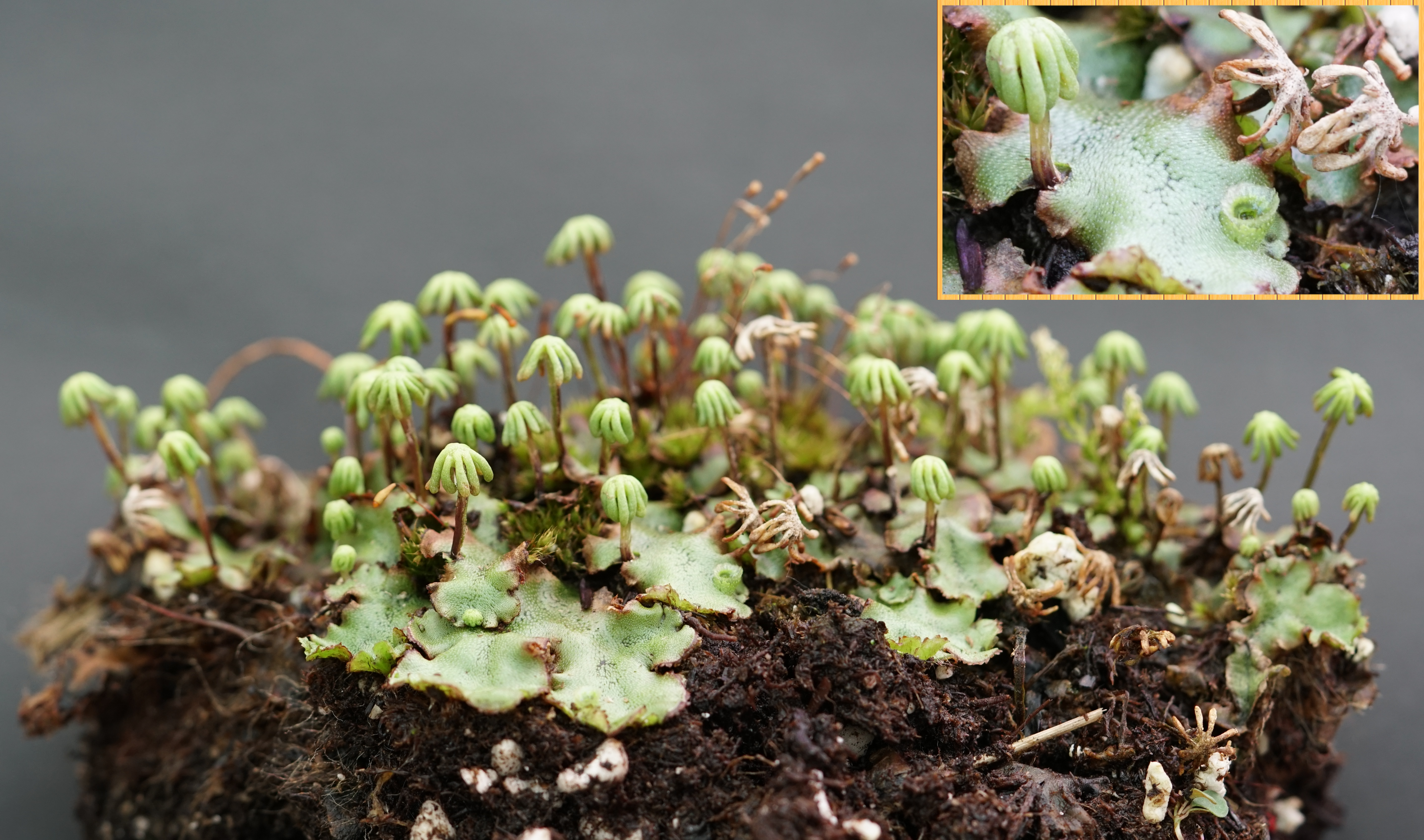Marchantia