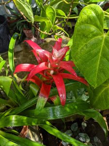 Guzmania lingulata