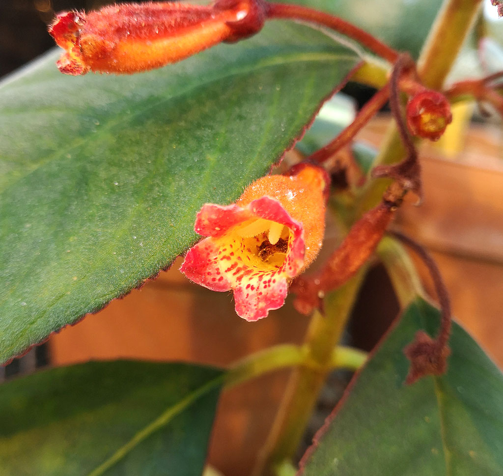 Kohleria hirsuta