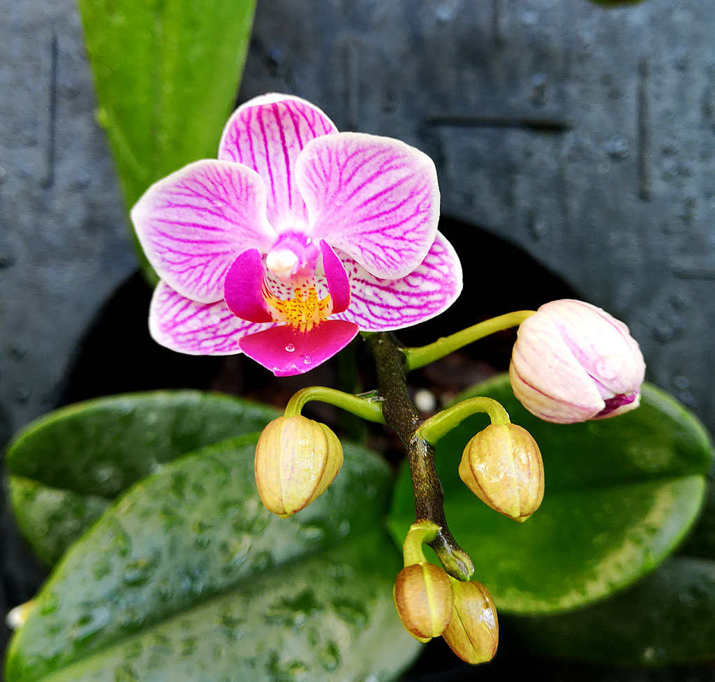Phalaenopsis sp.
