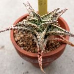 Aloe rauhii 'Doran Black' hybrid