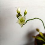 Venus flytrap [Dionaea muscipula]
