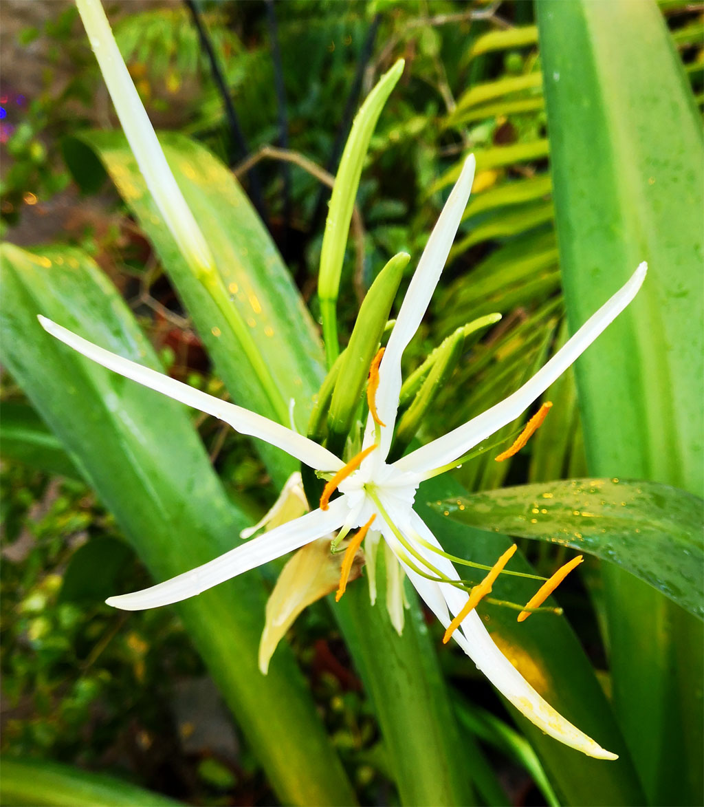 <i>Hymenocallis speciosa</i>