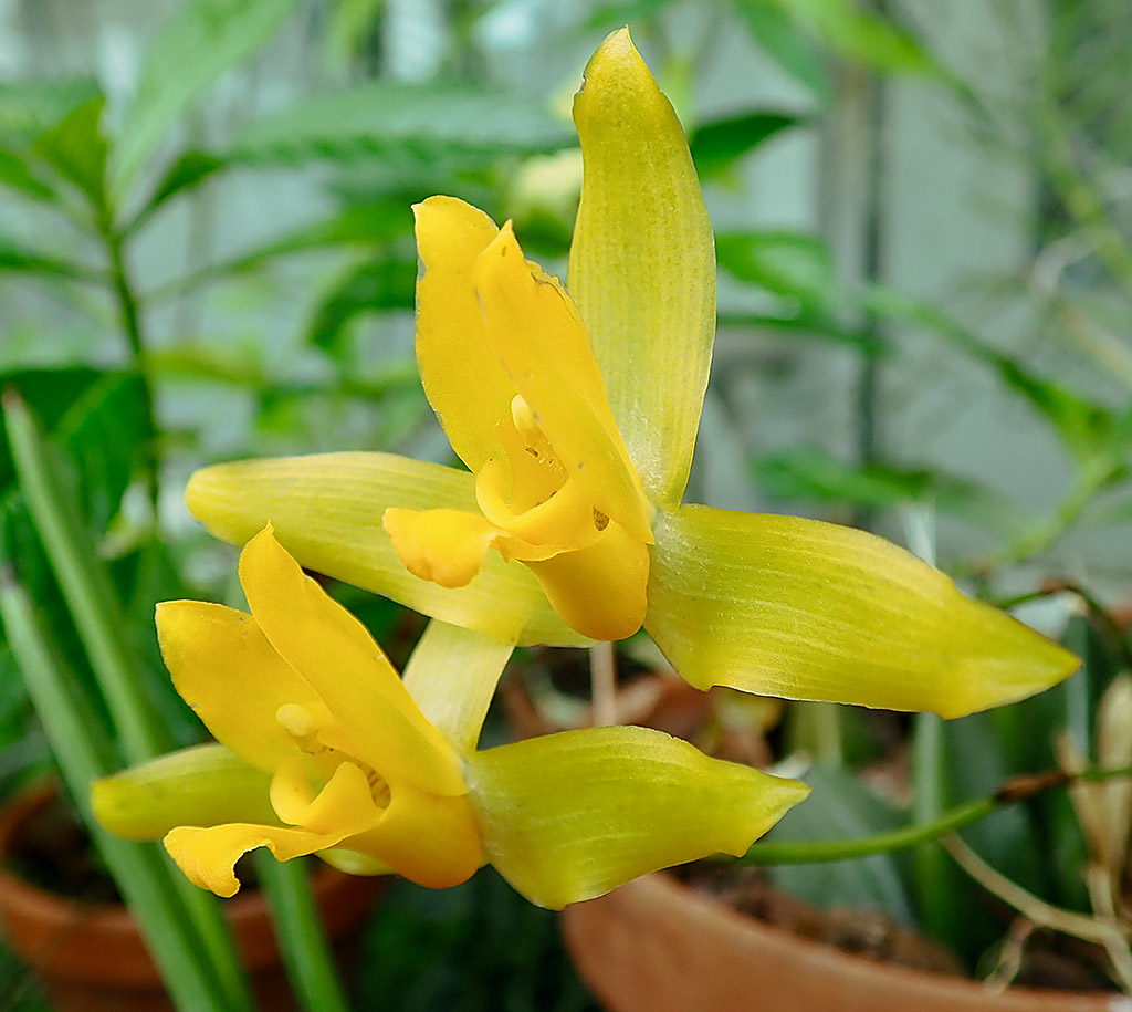 Lycaste aromatica
