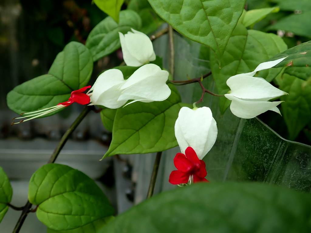 <i>Clerodendrum thomsonii</i>