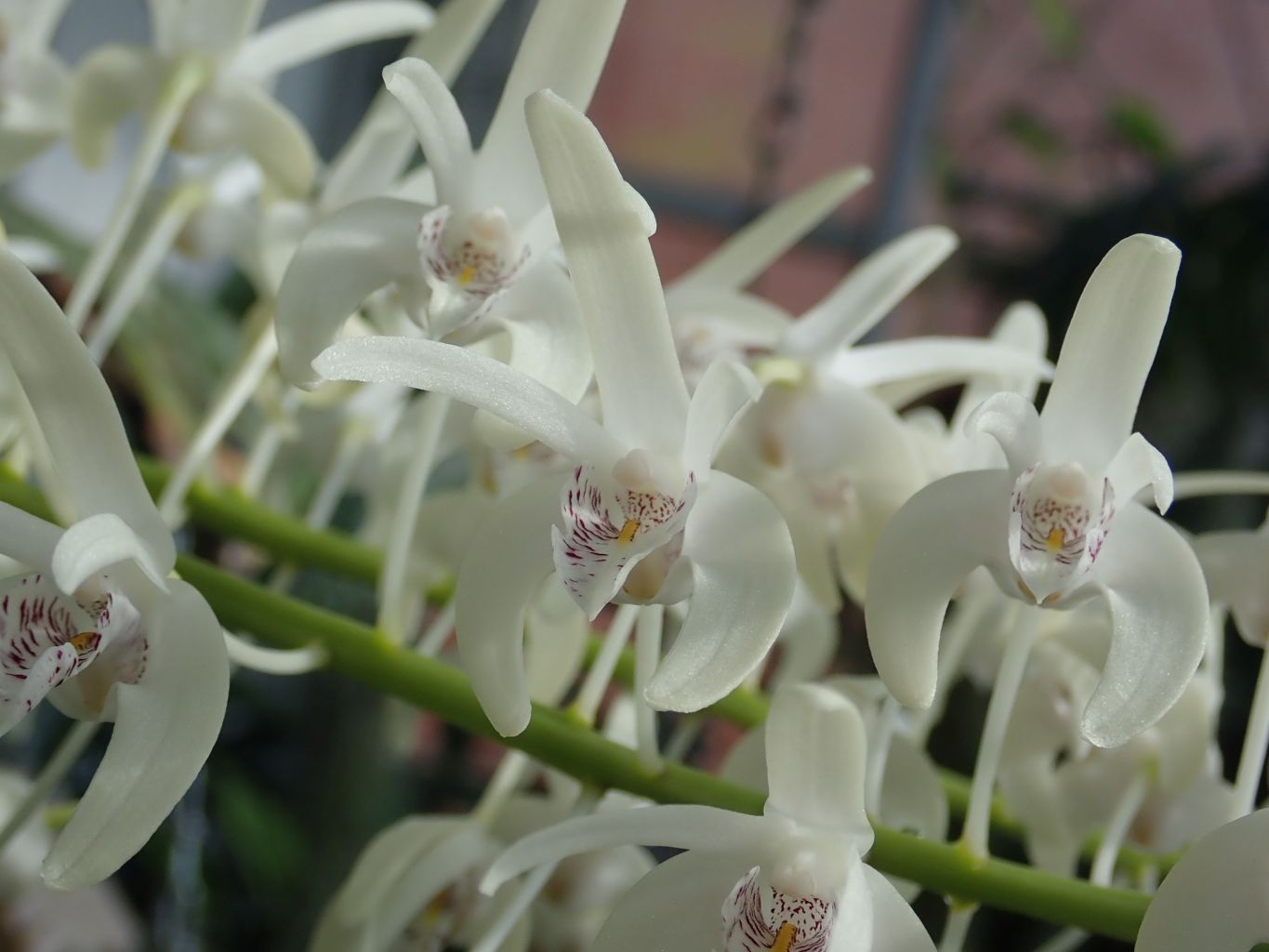 <i>Dendrobium speciosum</i>