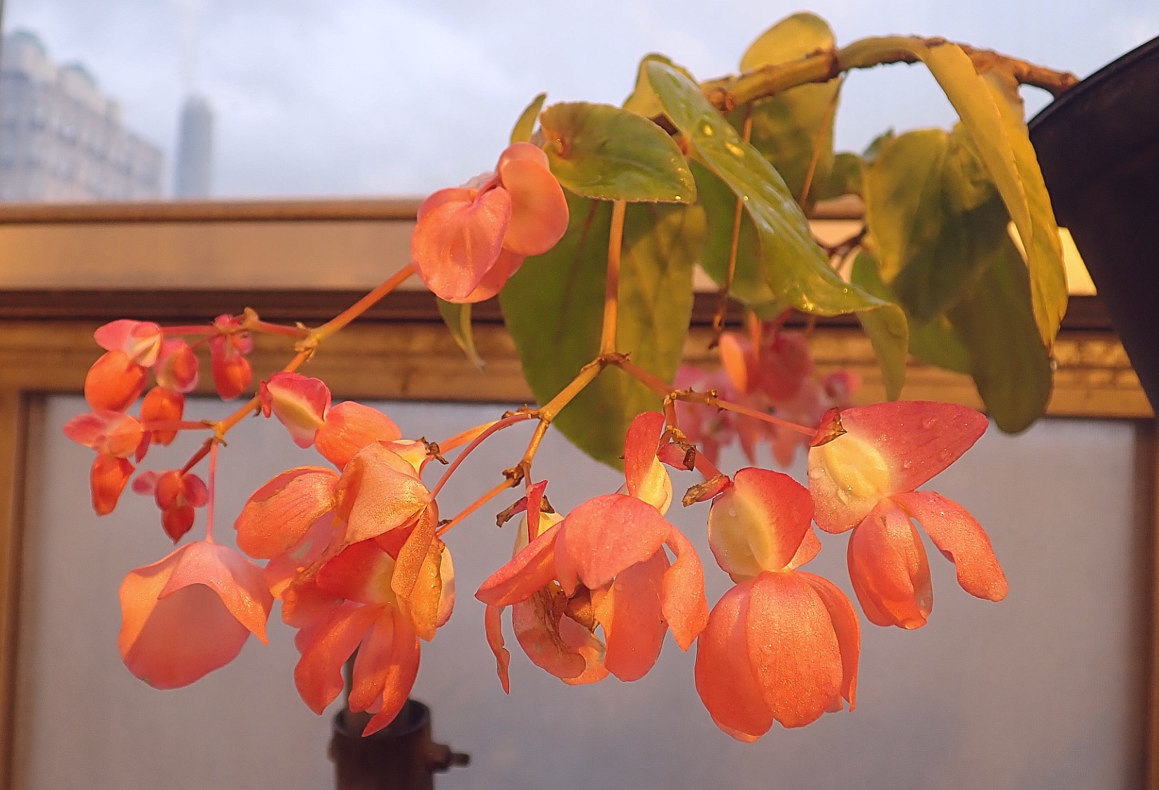 <i>Begonia speciosa<i/>