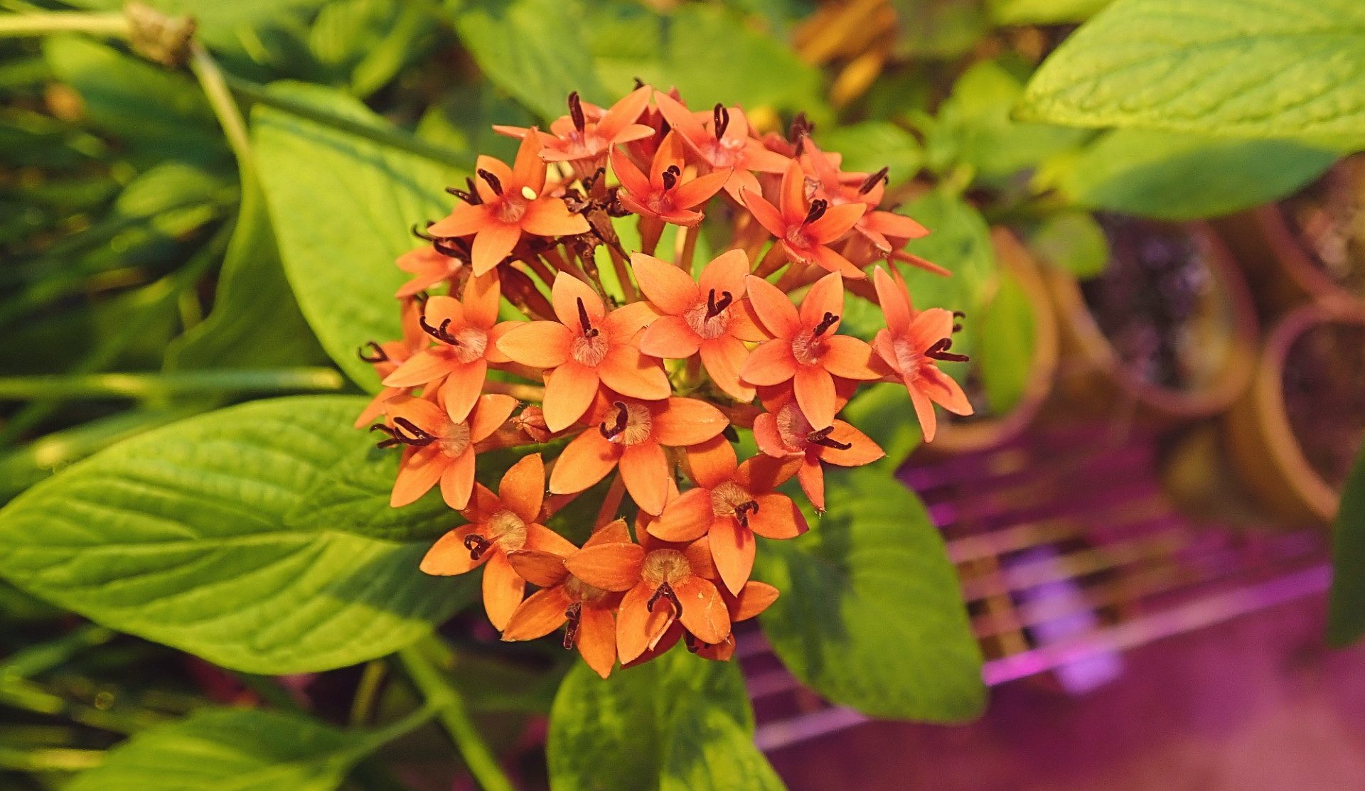 <i>Pentas lanceolata<i/>