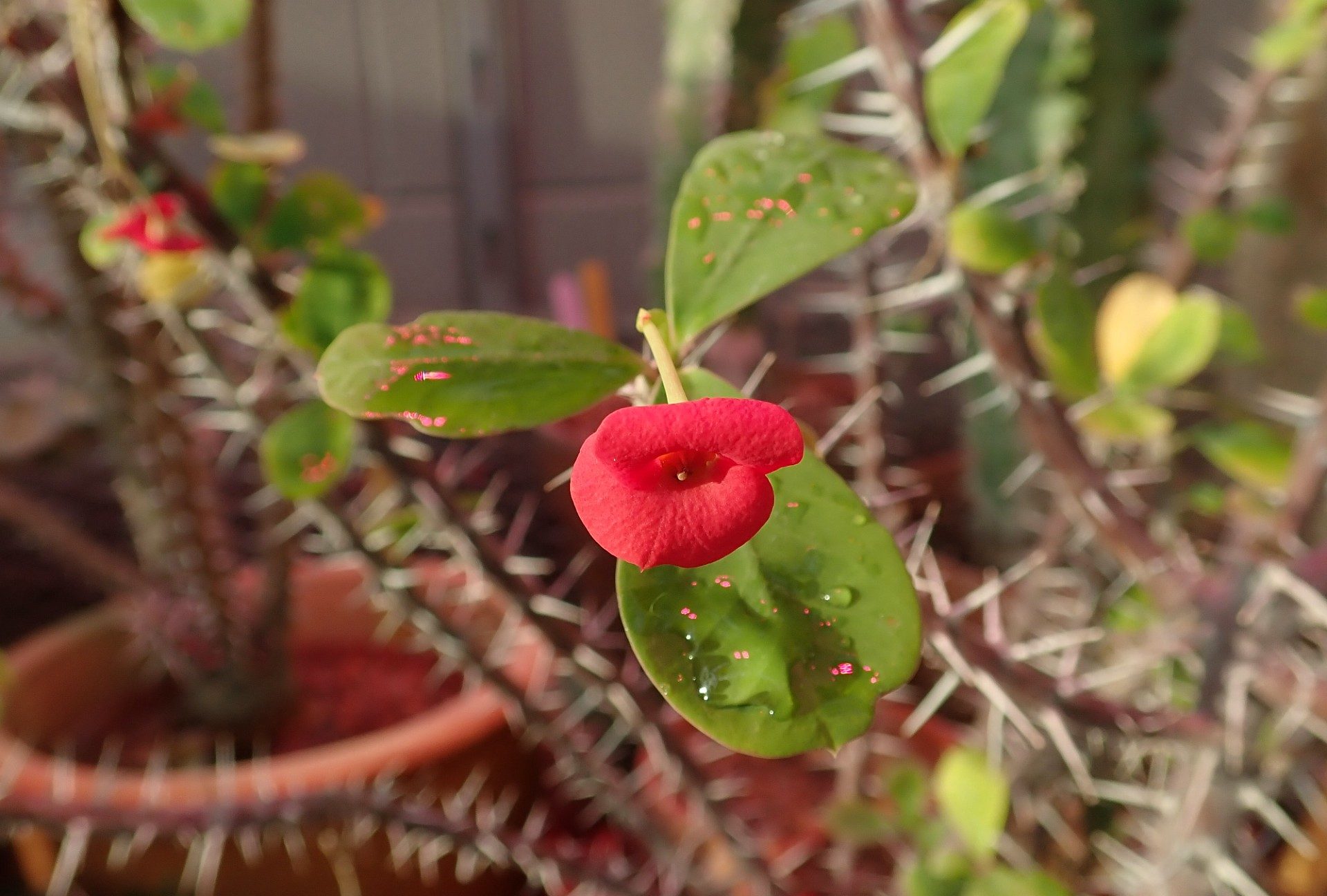 <i>Euphorbia milii<i/>