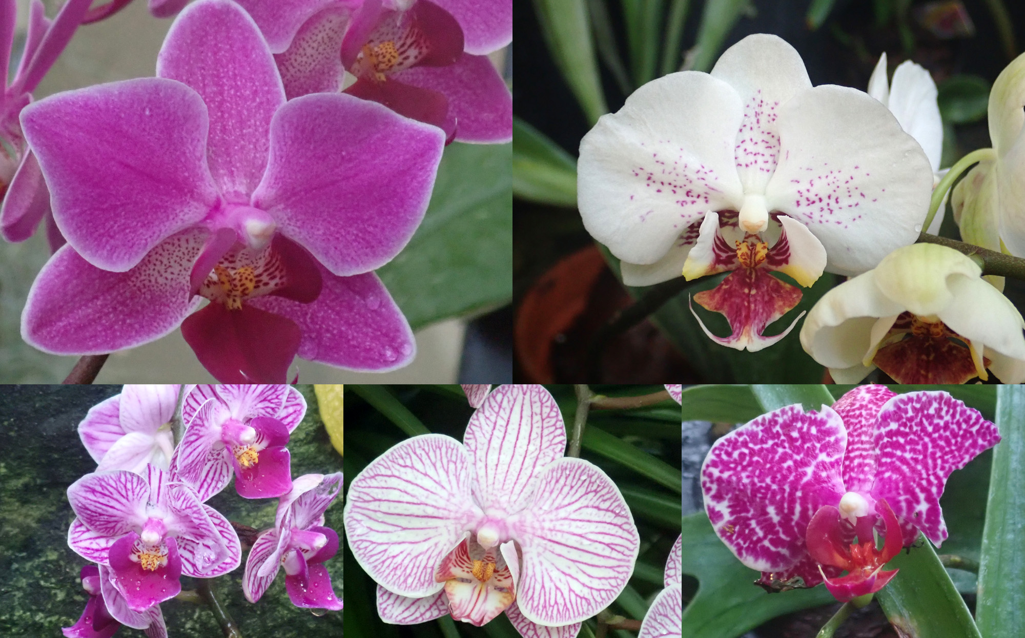 <i>Phalaenopsis sp.<i/>