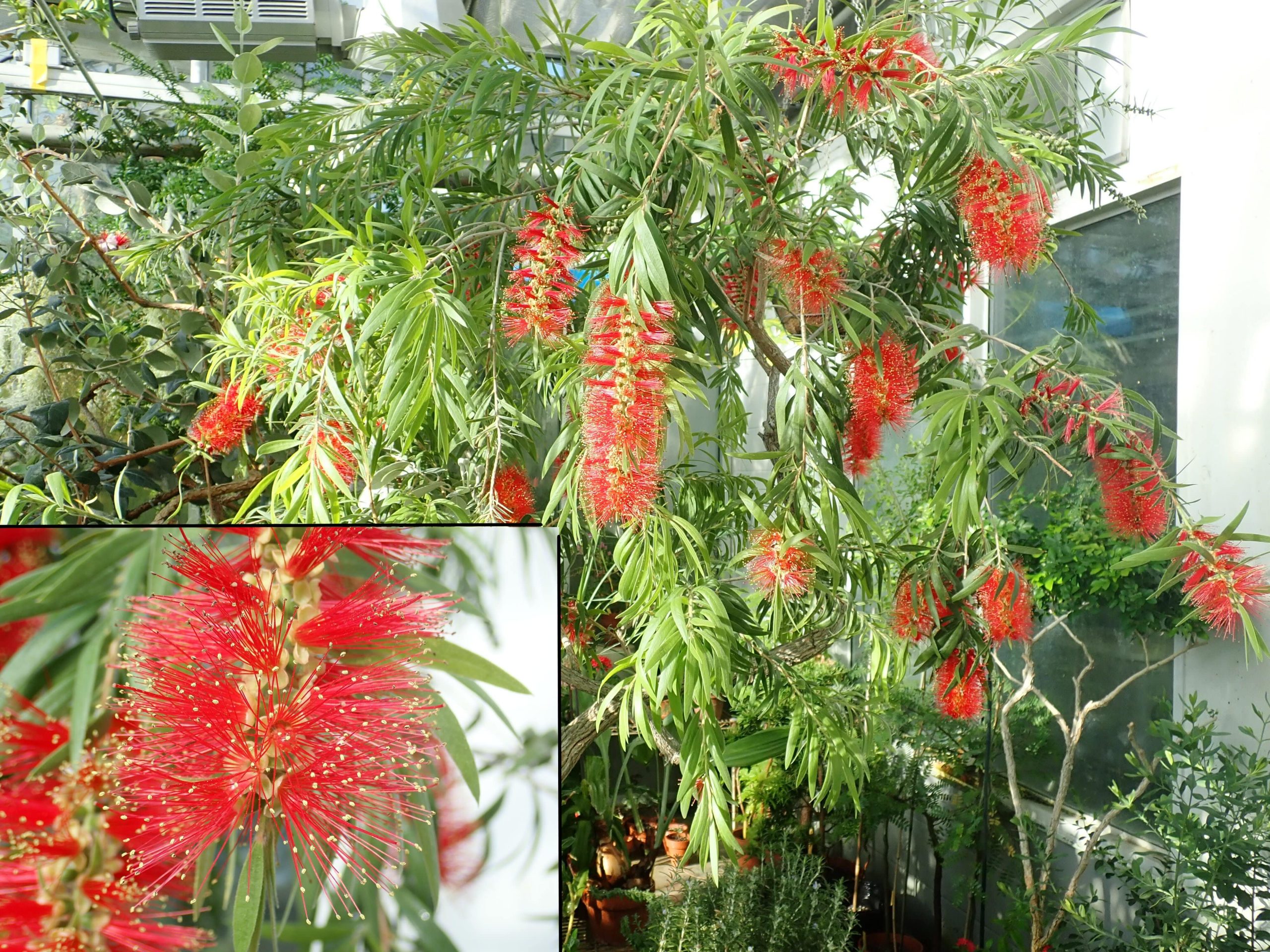 <i>Callistemon Sp.<i>
