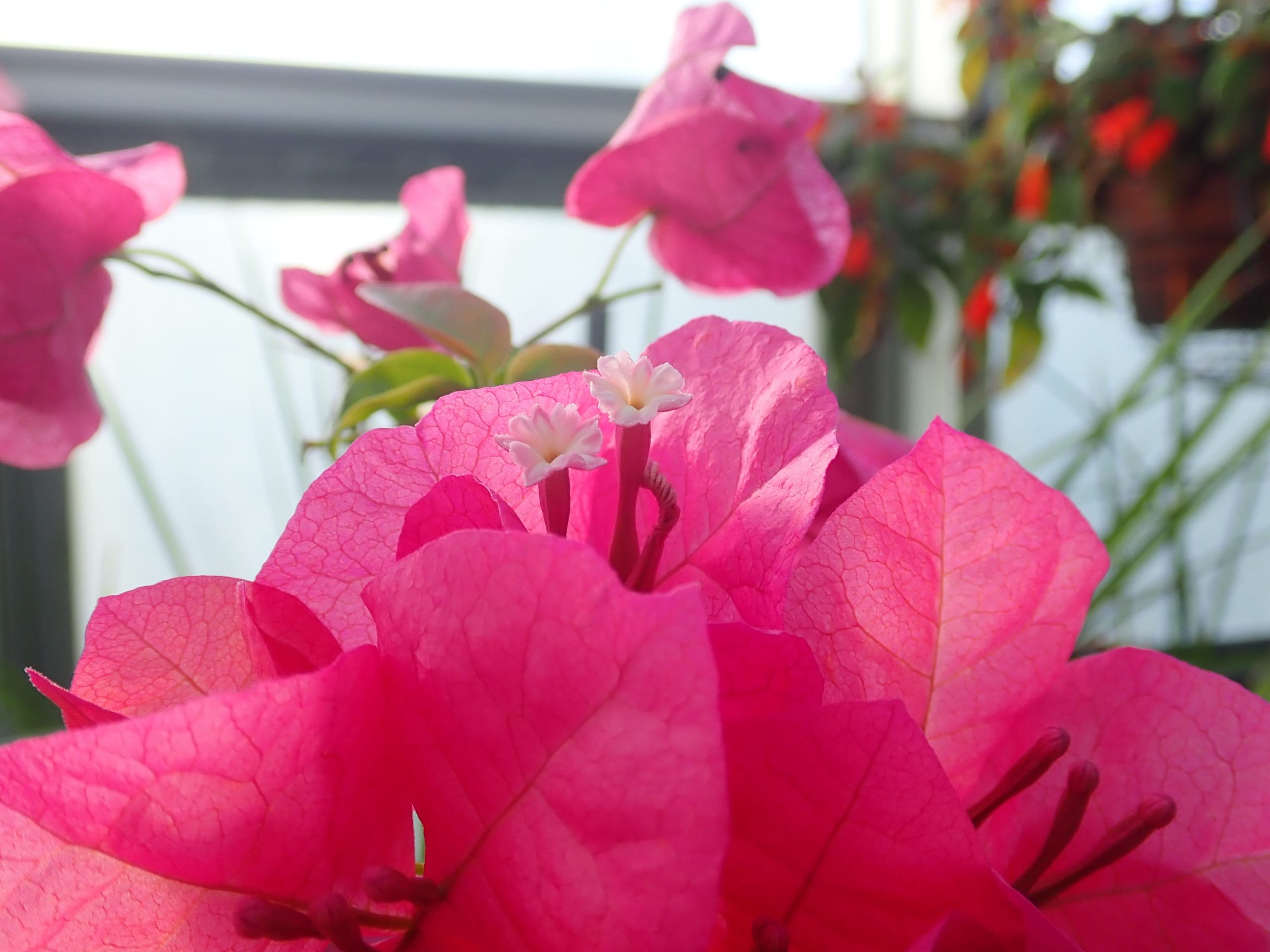 <i>Bougainvillea sp.<i>