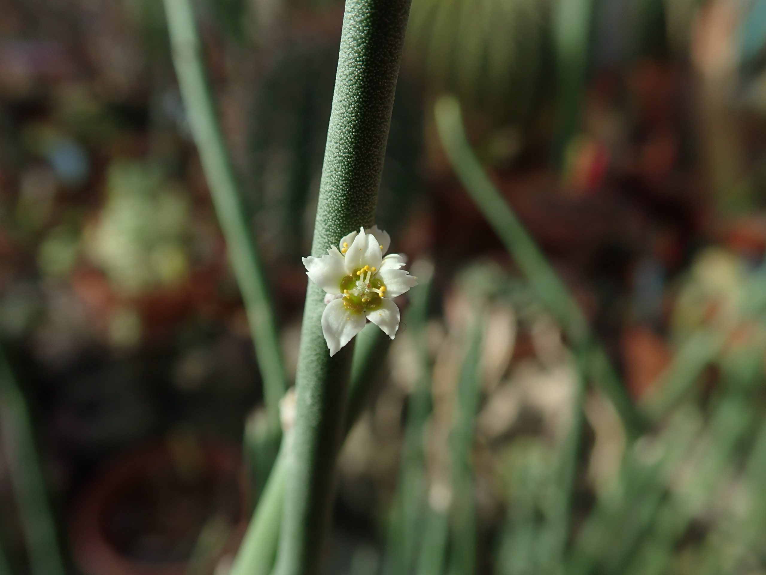 <i>Euphorbia sp.<i>