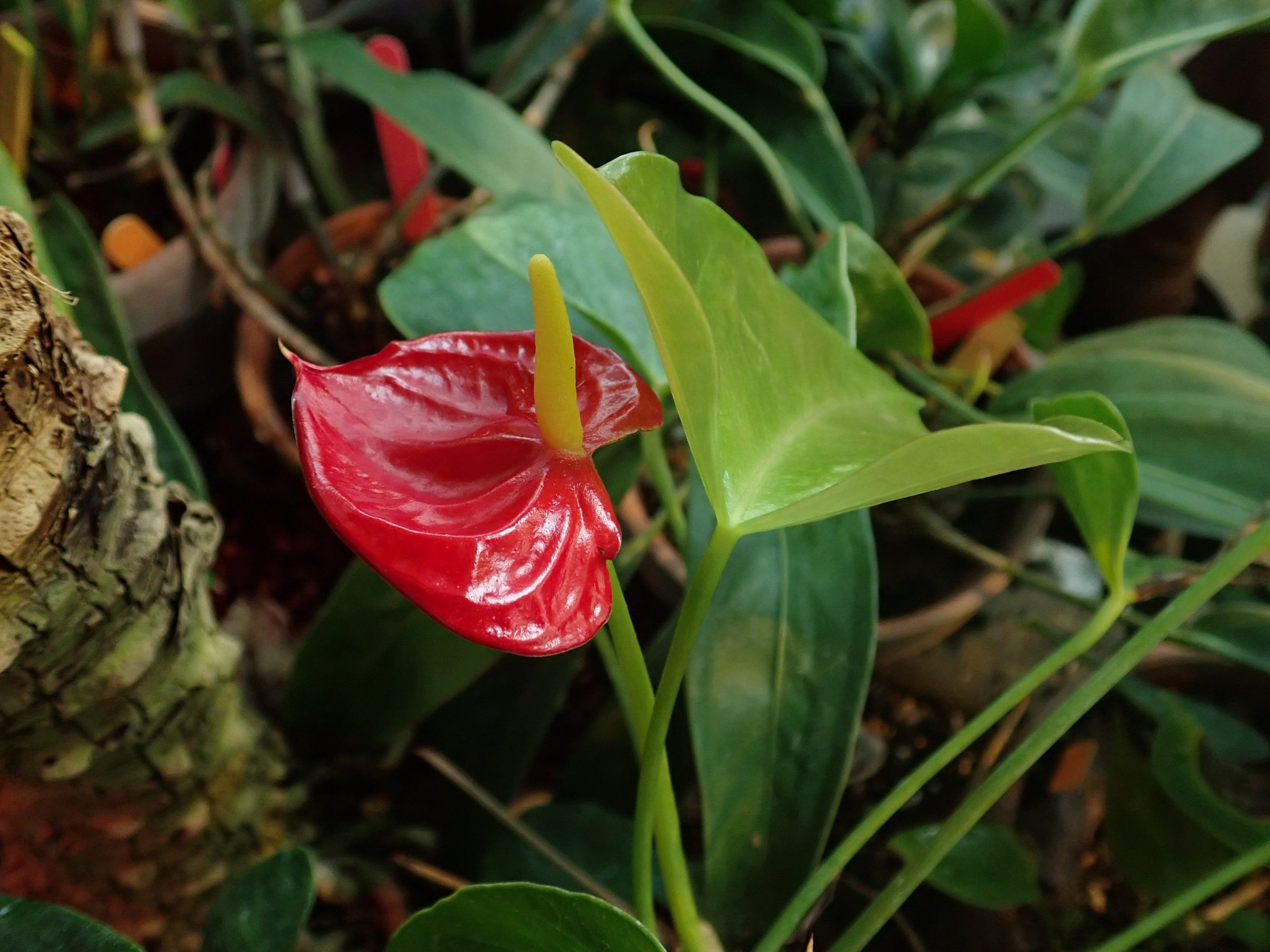 <i>Anthurium scherzerianum<i>