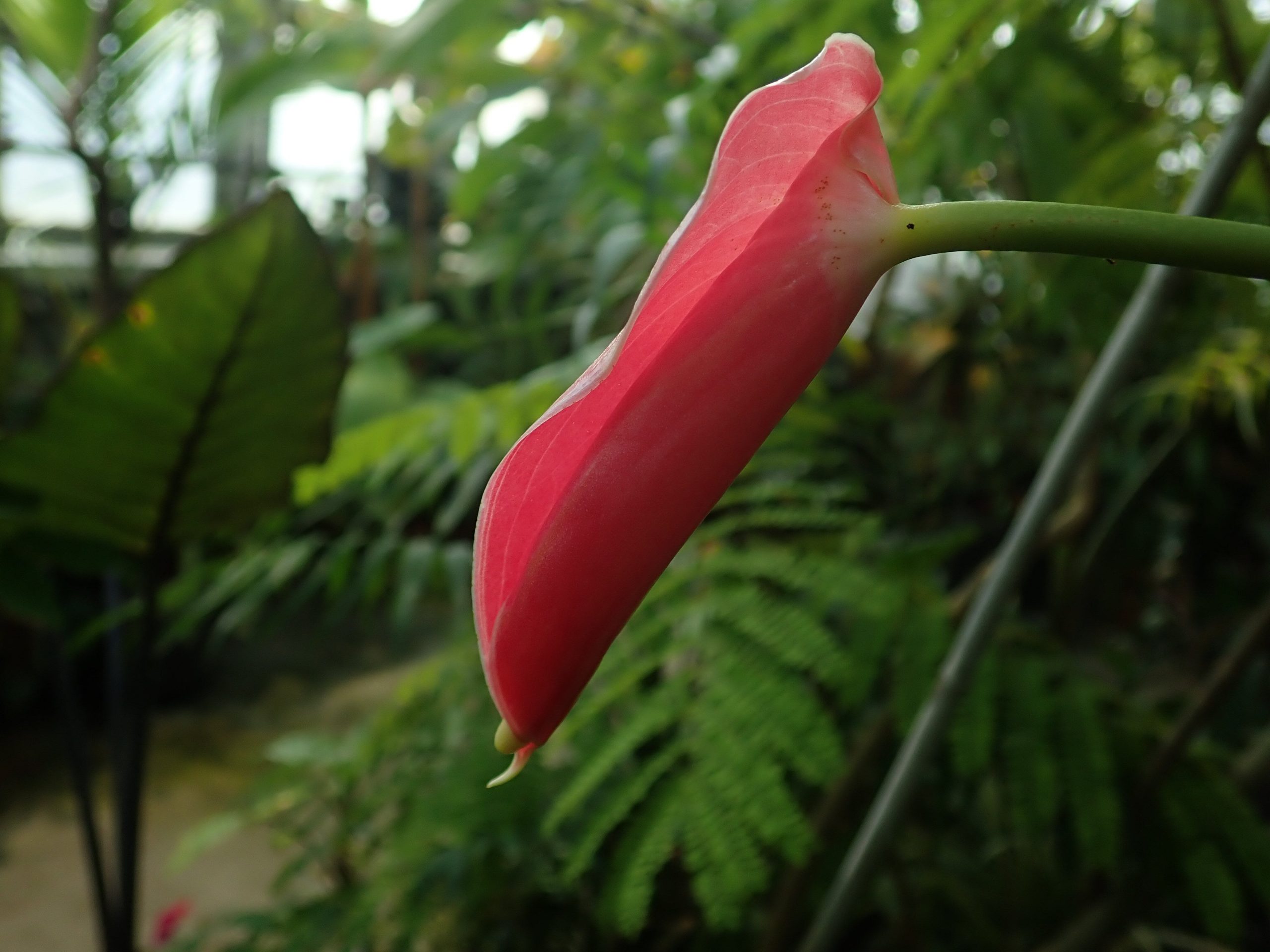 <i>Anthurium andraeanum<i>