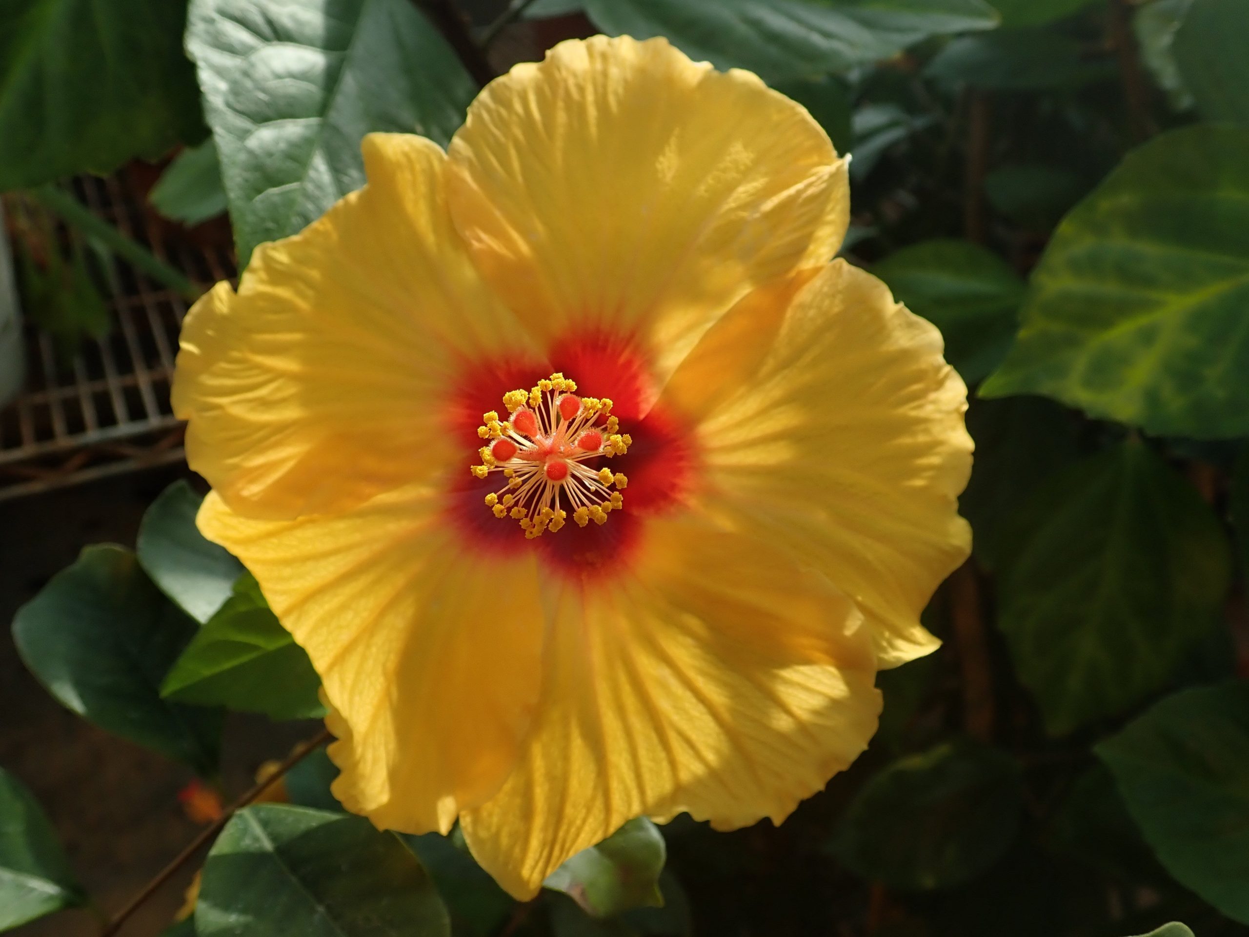 <i>Hibiscus speciosa<i />