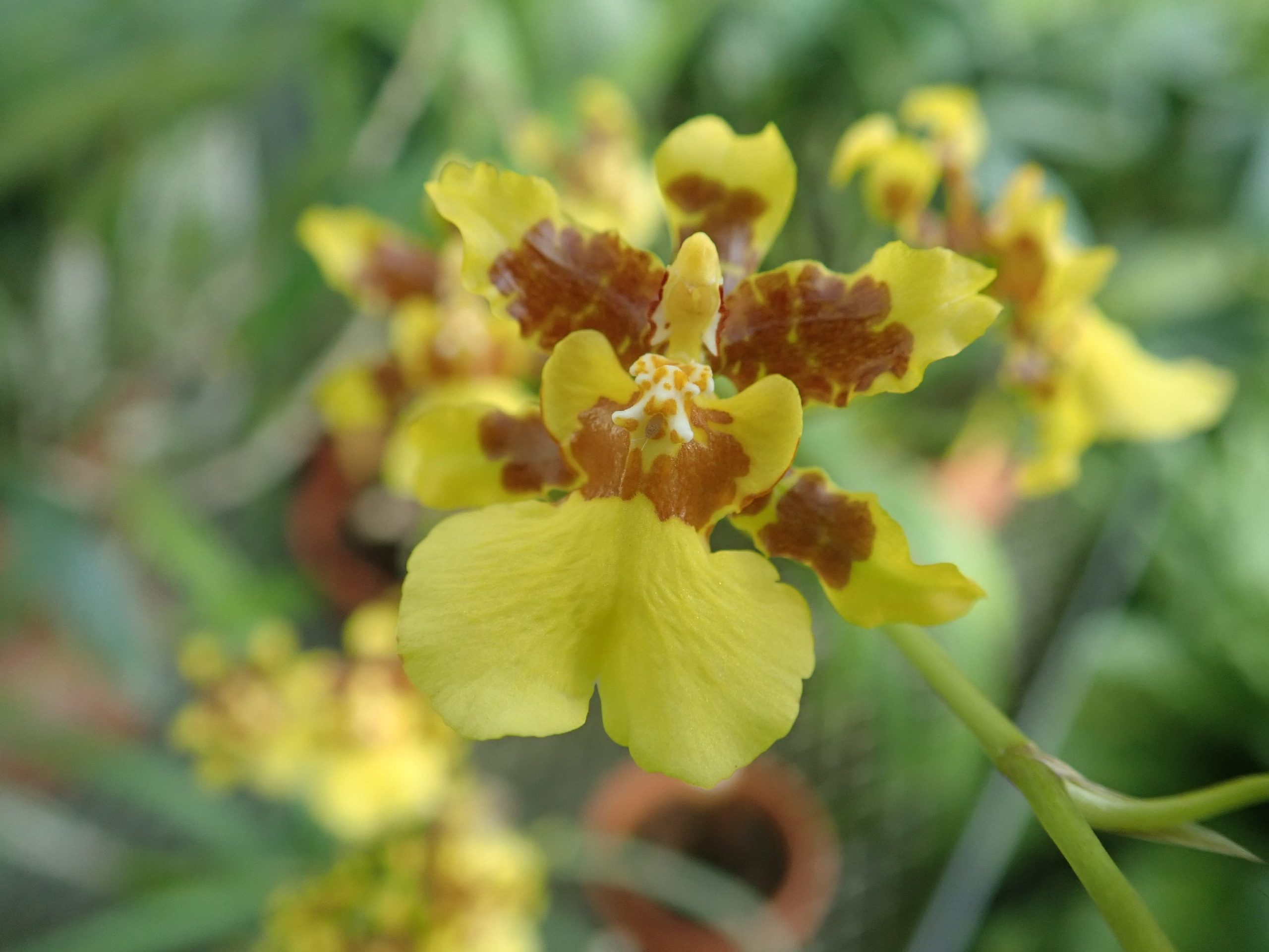 <i>Oncidium sphacelatum<i>