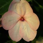 A pinkish/white flower with 5 petals